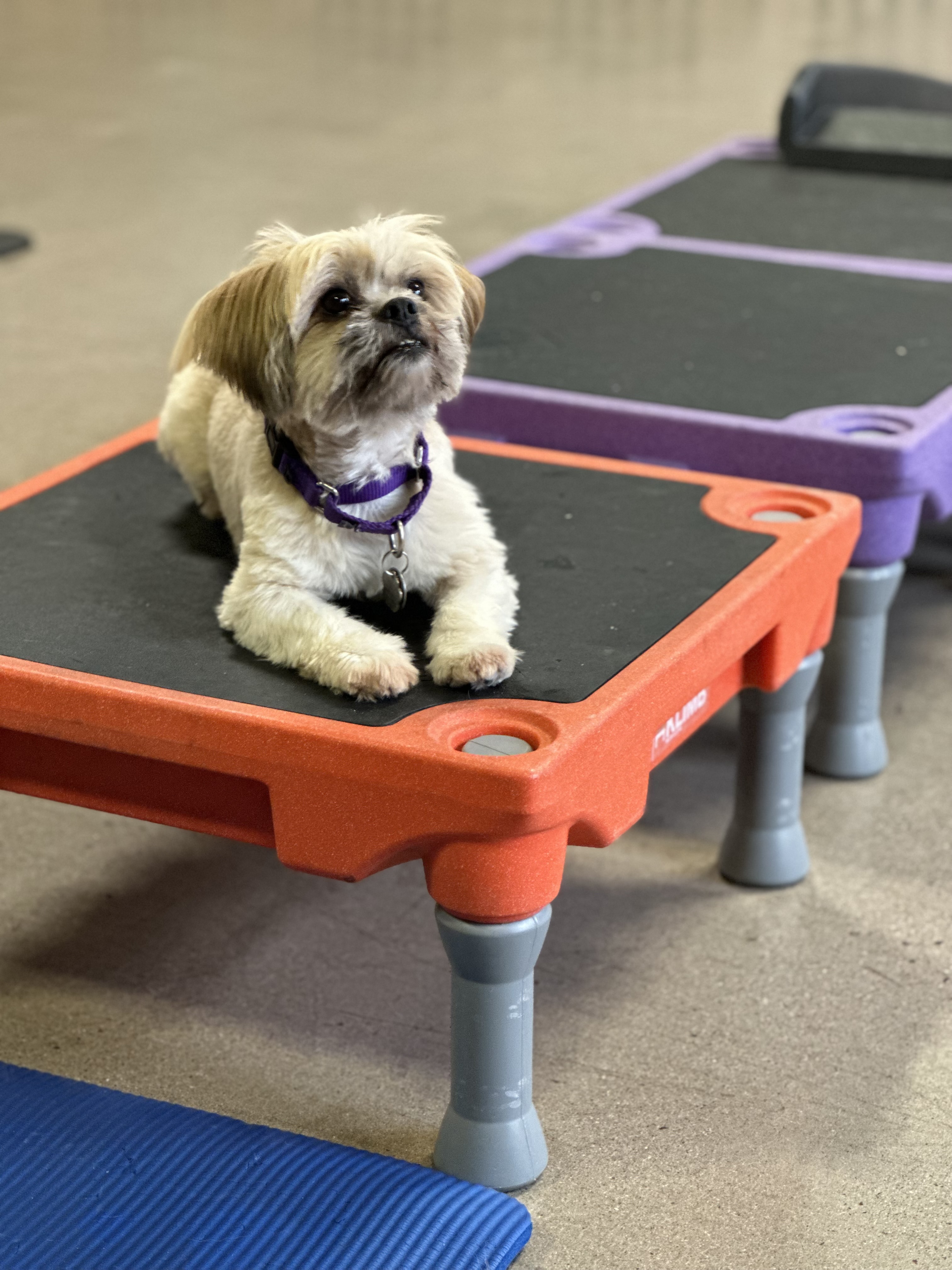 Willis, a Adoptable Shih poo image 2/2