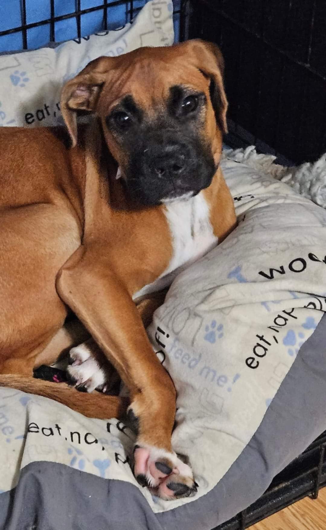 Abel