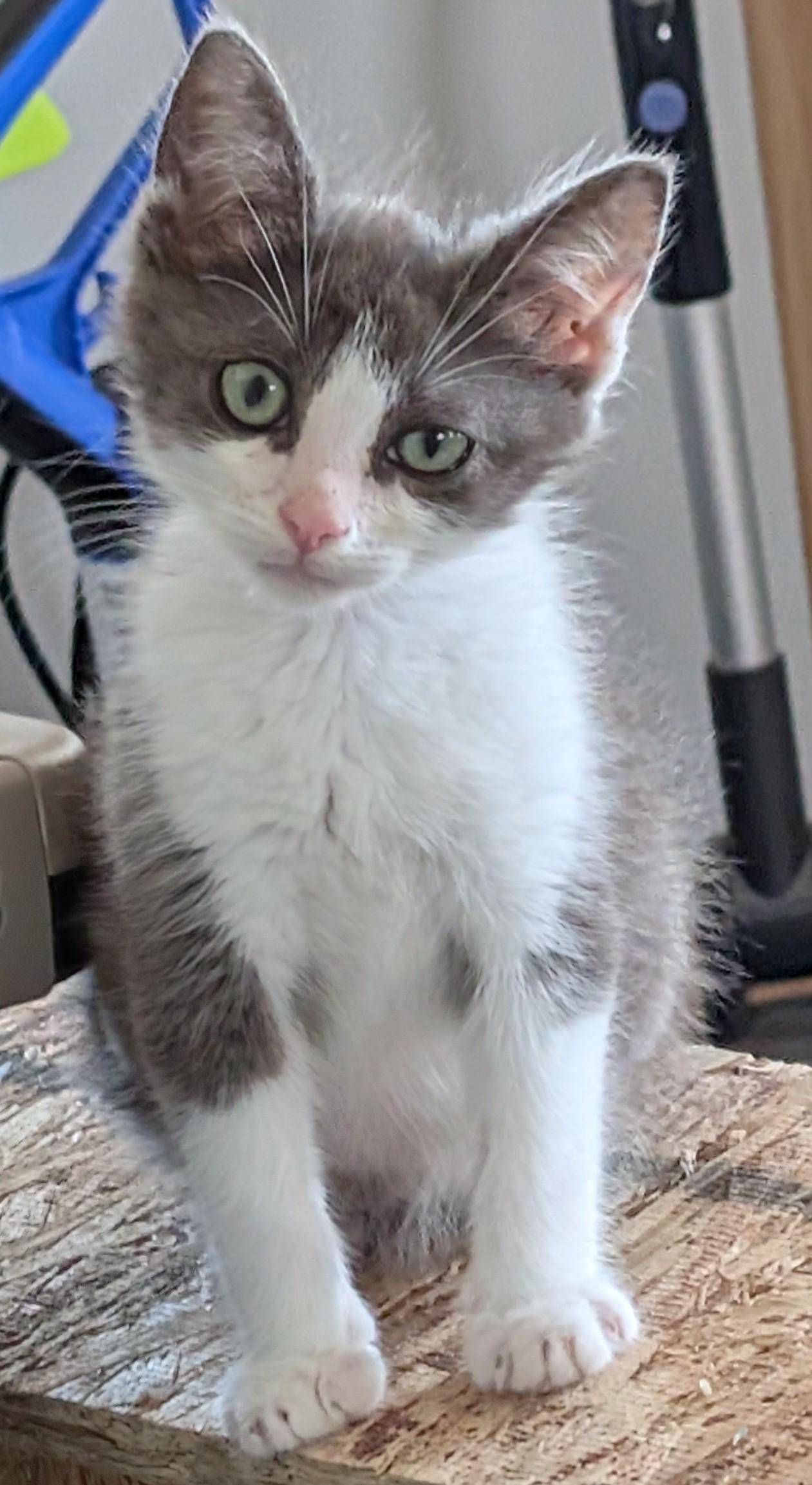 Oscar, Adoptable, Kitten Male Domestic Short Hair.