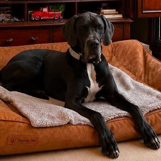 Kya, an adopted Great Dane in Pittsburgh, PA image 3/3