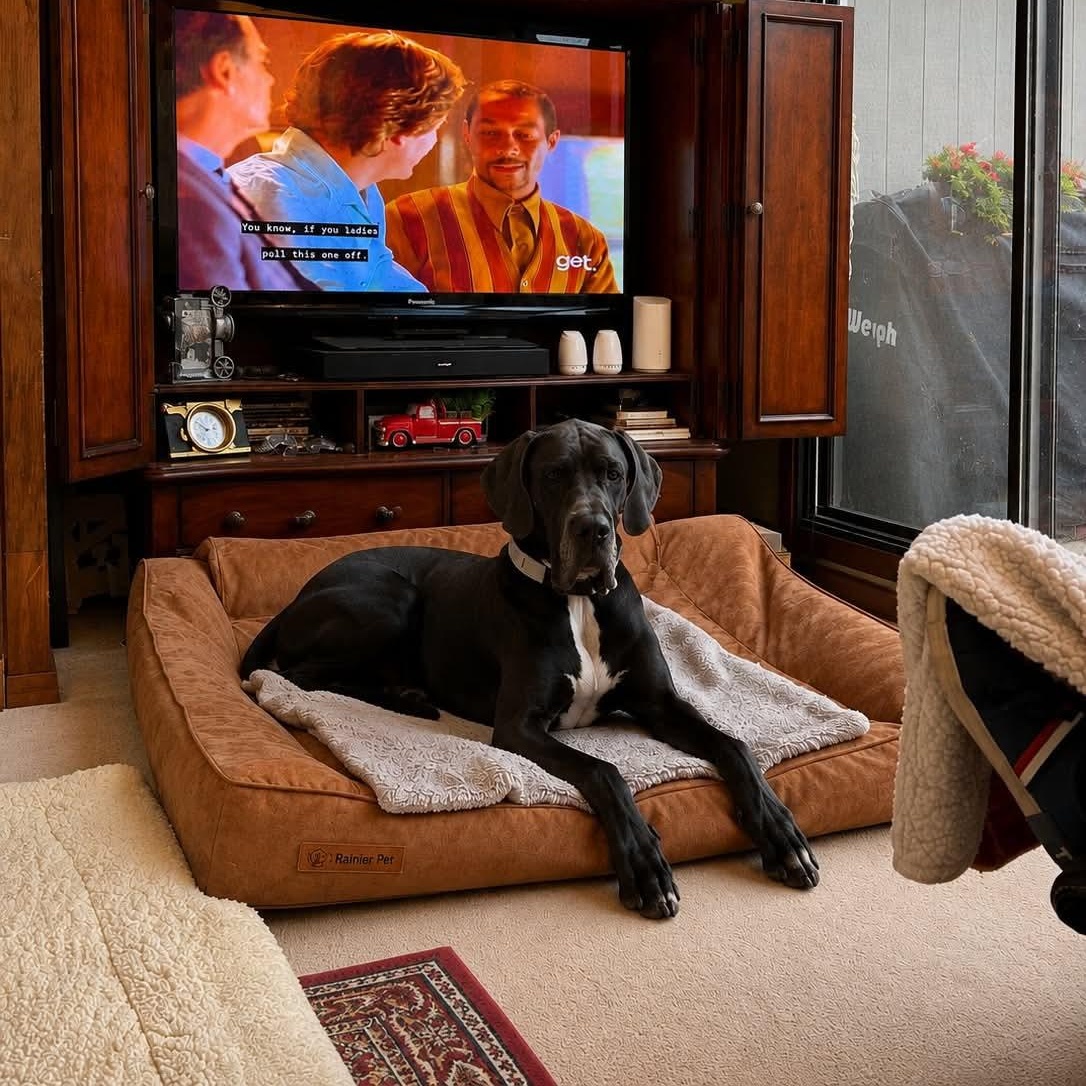 Kya, an adopted Great Dane in Pittsburgh, PA image 2/3