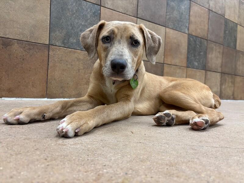 Enlarge Mauve, a Adoptable mixed breed in Westminster, CO image 1/6