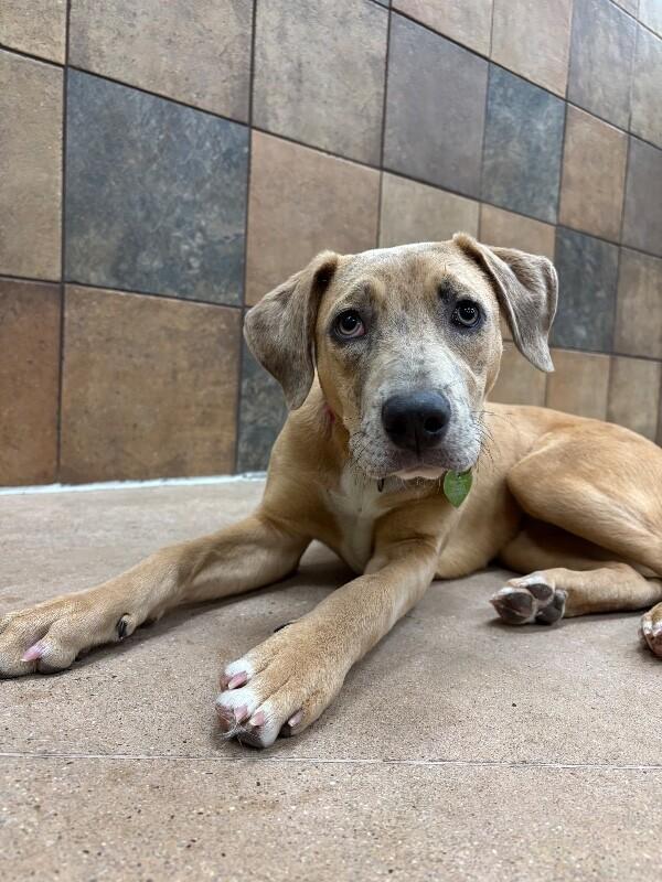 Enlarge Mauve, a Adoptable mixed breed in Westminster, CO image 2/6
