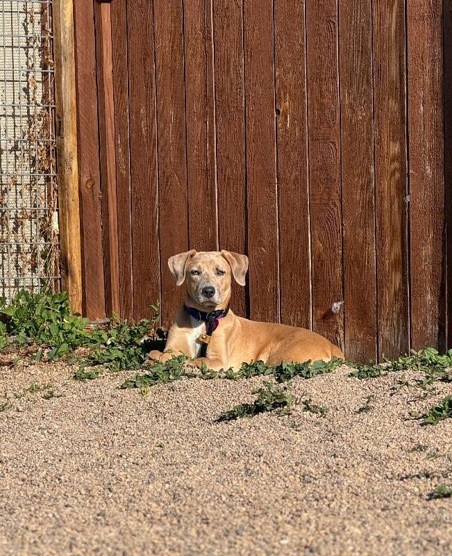 Enlarge Mauve, a Adoptable mixed breed in Westminster, CO image 3/6