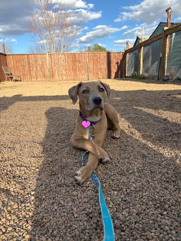 Enlarge Mauve, a Adoptable mixed breed in Westminster, CO image 5/6