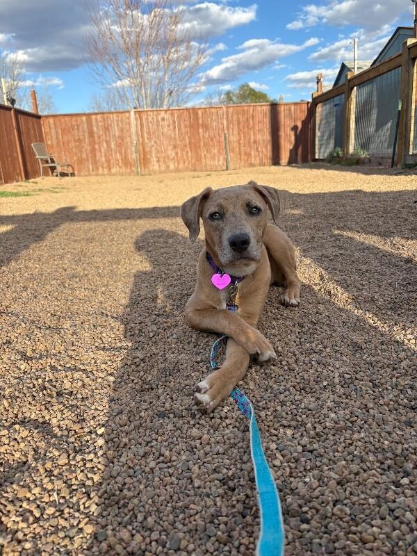 Enlarge Mauve, a Adoptable mixed breed in Westminster, CO image 6/6