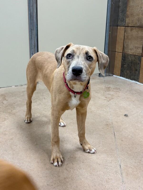 Enlarge Mauve, a Adoptable mixed breed in Westminster, CO image 4/6
