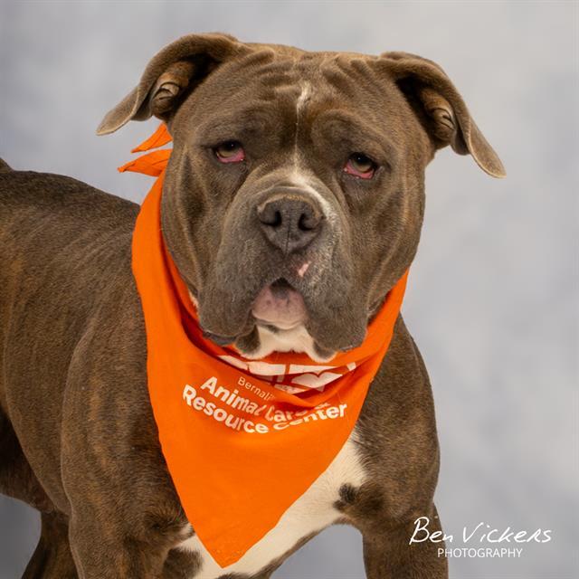 Enlarge SASHA, a Adoptable mixed breed in Albuquerque, NM image 1/1