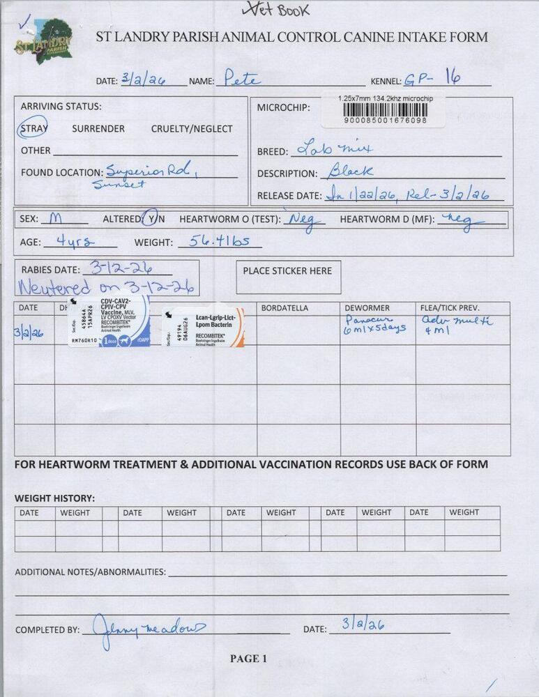 Pete (Superior Rd), Adoptable, Adult Male Labrador Retriever.