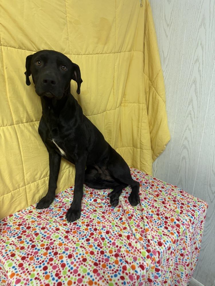 Enlarge Pete (Superior Rd), a Adoptable mixed breed in Opelousas, LA image 4/4