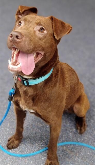 PONGO, Adoptable, Young Male Labrador Retriever & Mixed Breed.