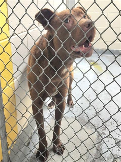 PONGO, Adoptable, Young Male Labrador Retriever & Pit Bull Terrier.