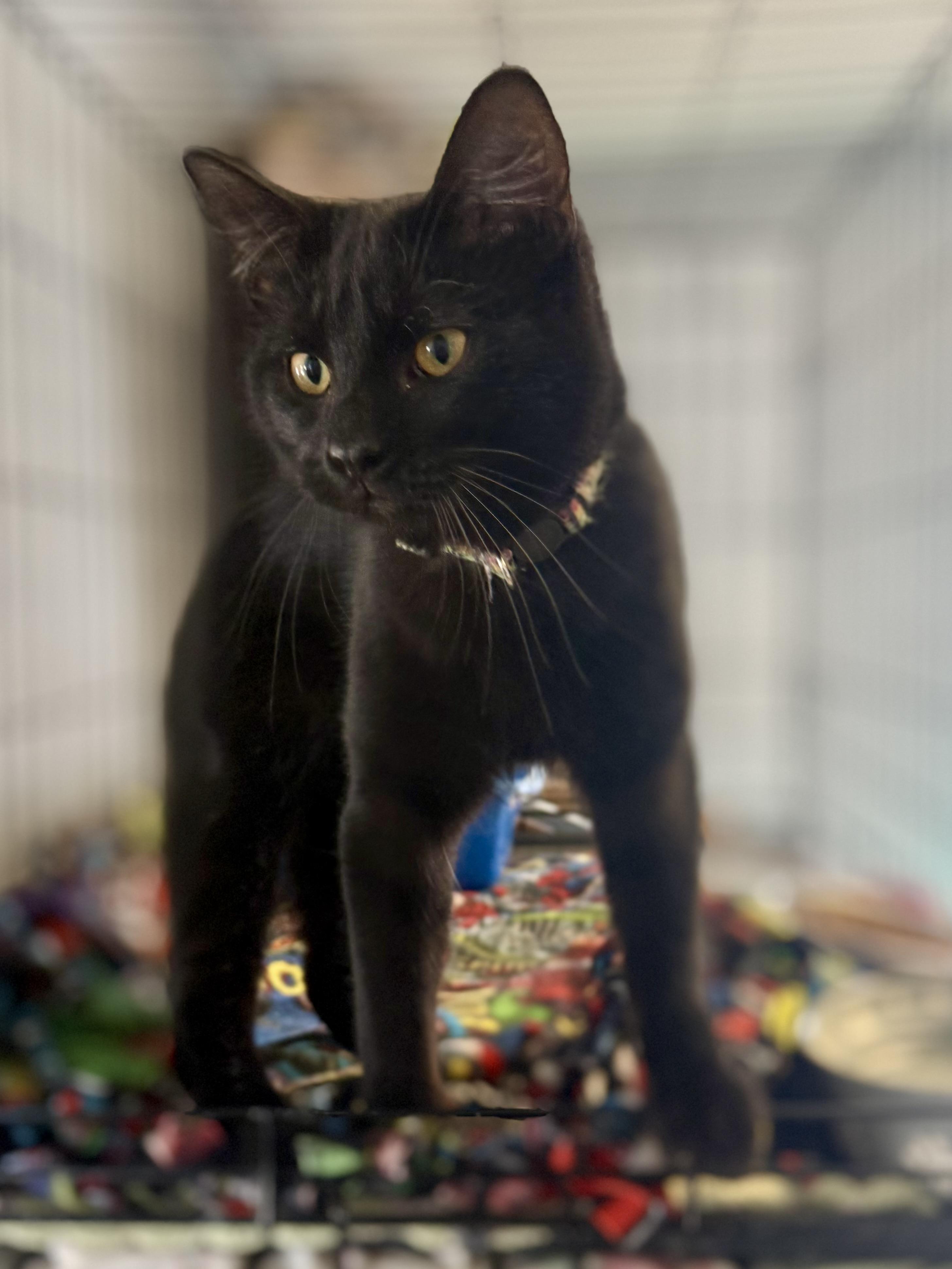 Enlarge Spooky, an adopted mixed breed in Anderson, IN image 2/2