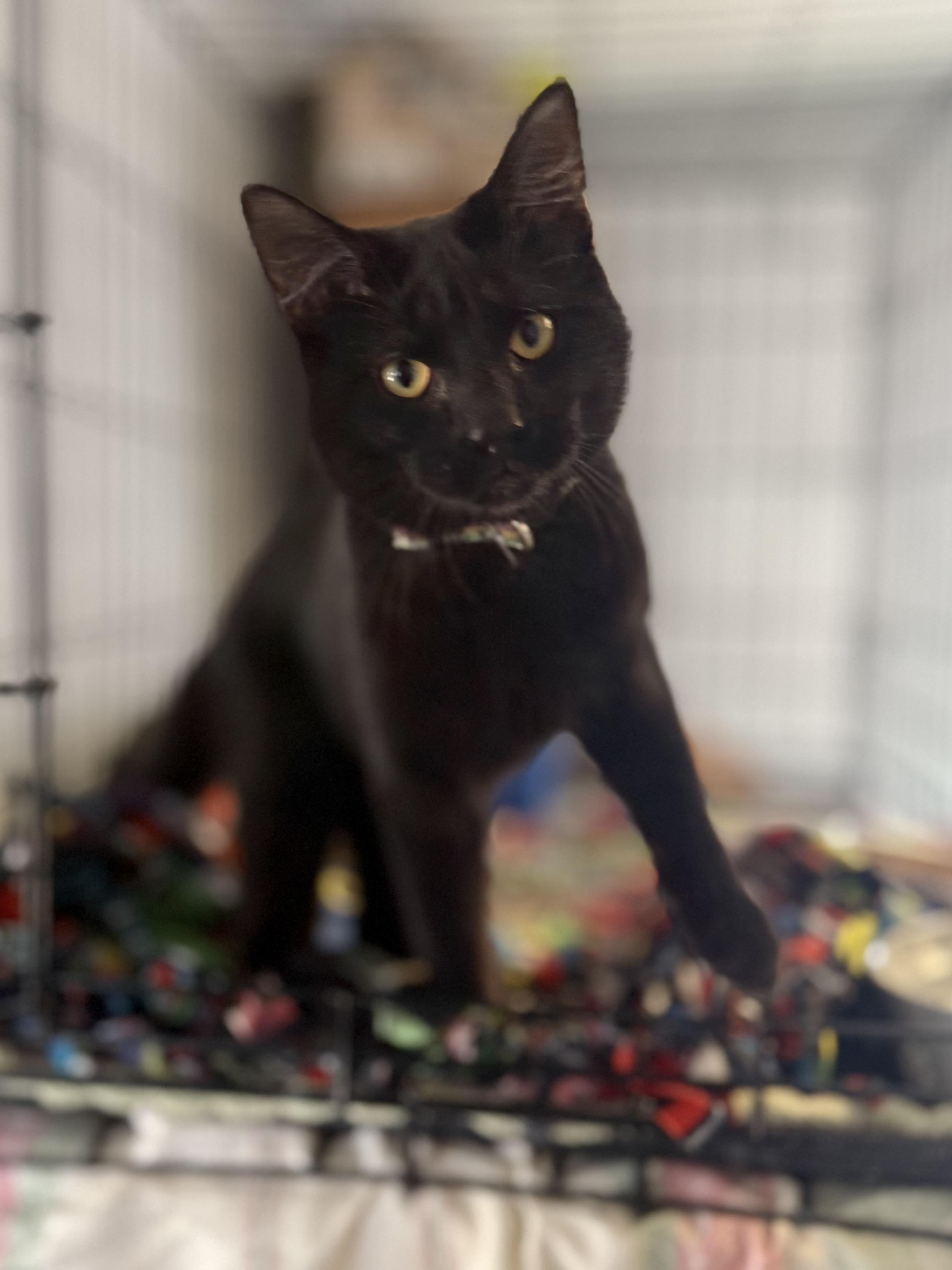 Enlarge Spooky, an adopted mixed breed in Anderson, IN image 1/2