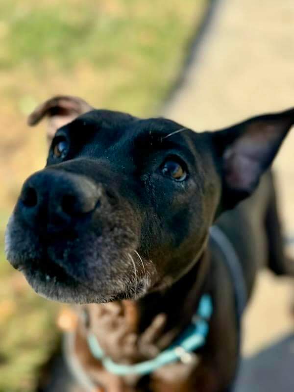 Leah, a Adoptable Mixed Breed image 2/6