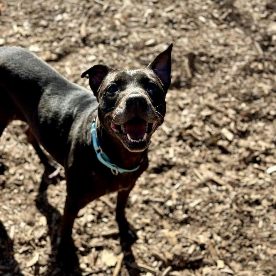 Leah, a Adoptable Mixed Breed image 4/6