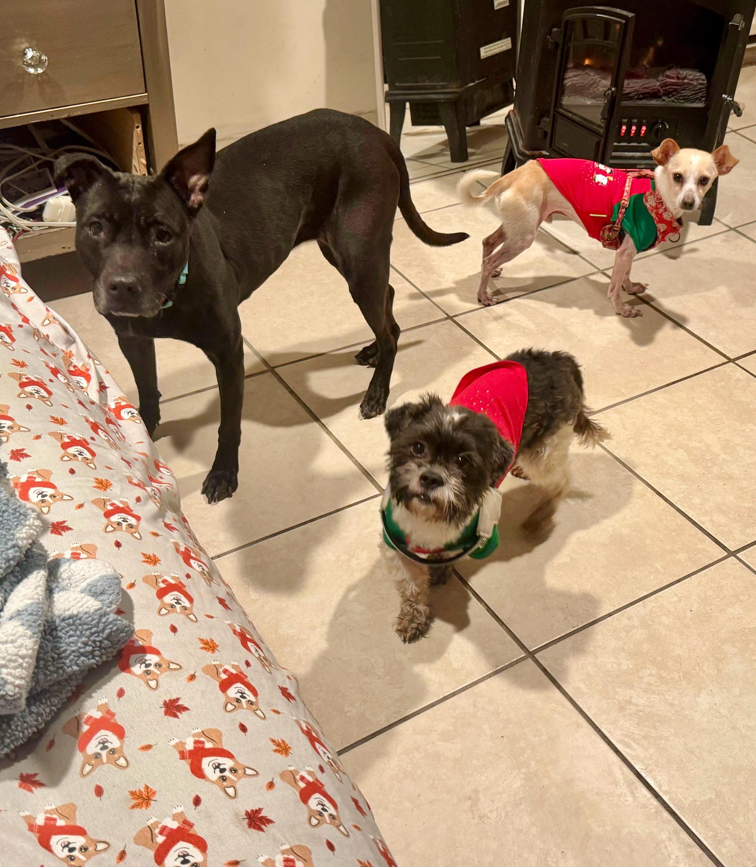 Leah, a Adoptable Mixed Breed image 6/6