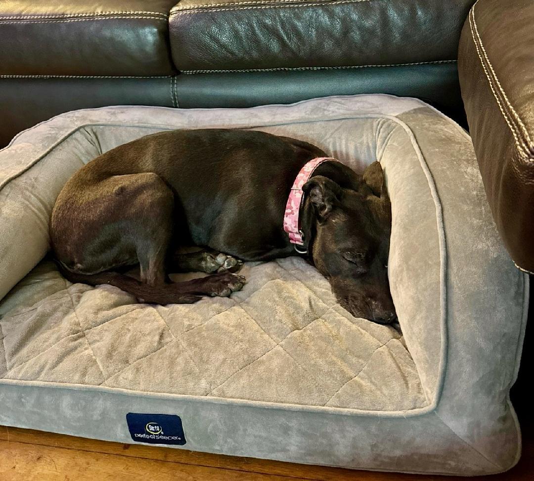 Leah, a Adoptable Mixed Breed image 3/6