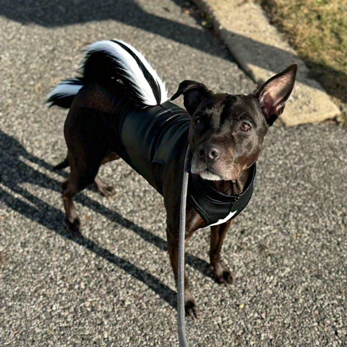 Leah, a Adoptable Mixed Breed image 5/6