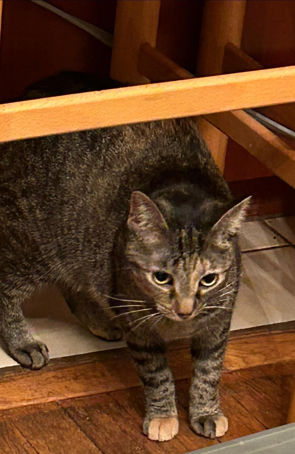 Enlarge Julienne, a Adoptable mixed breed in Newark, NJ image 2/2