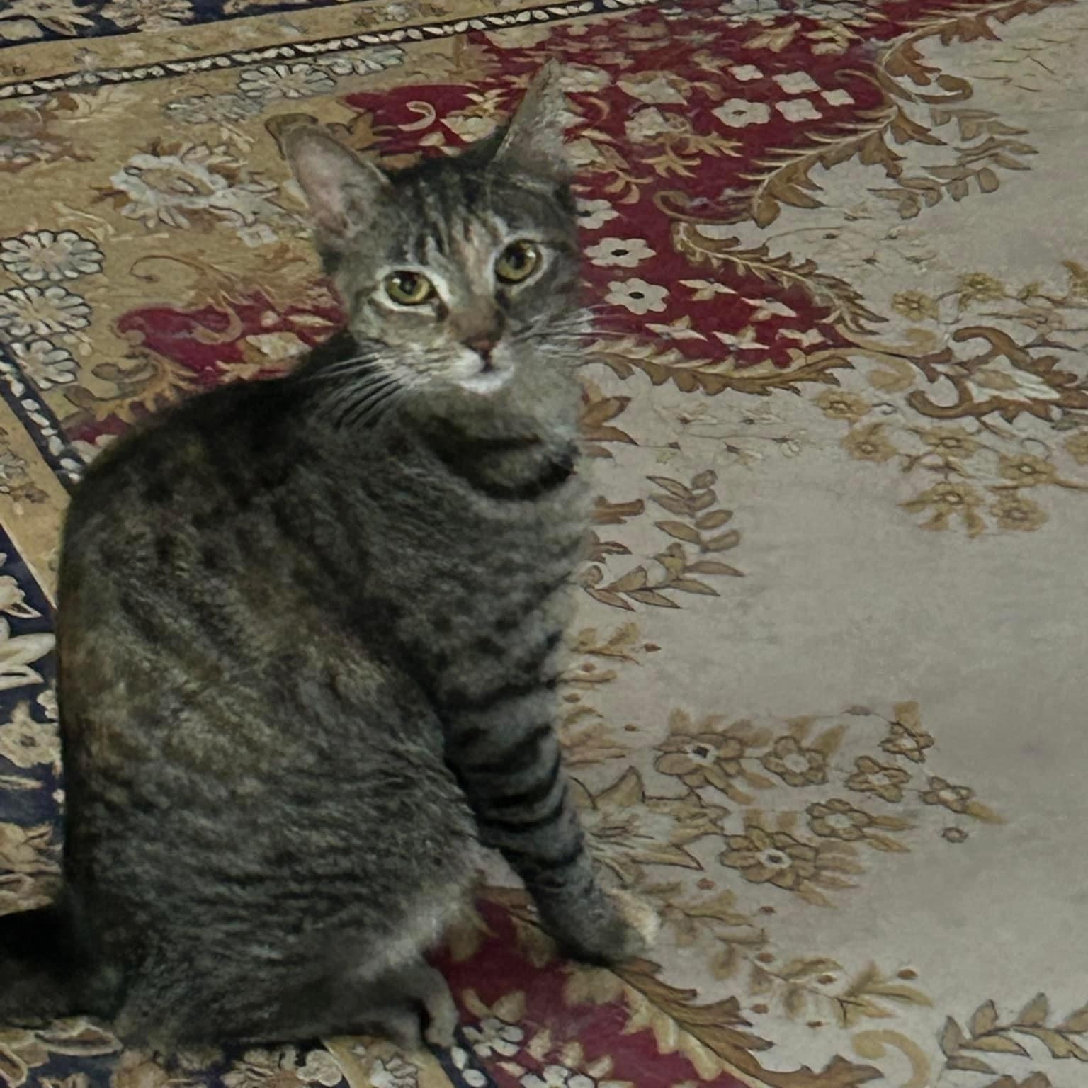 Enlarge Julienne, a Adoptable mixed breed in Newark, NJ image 1/2