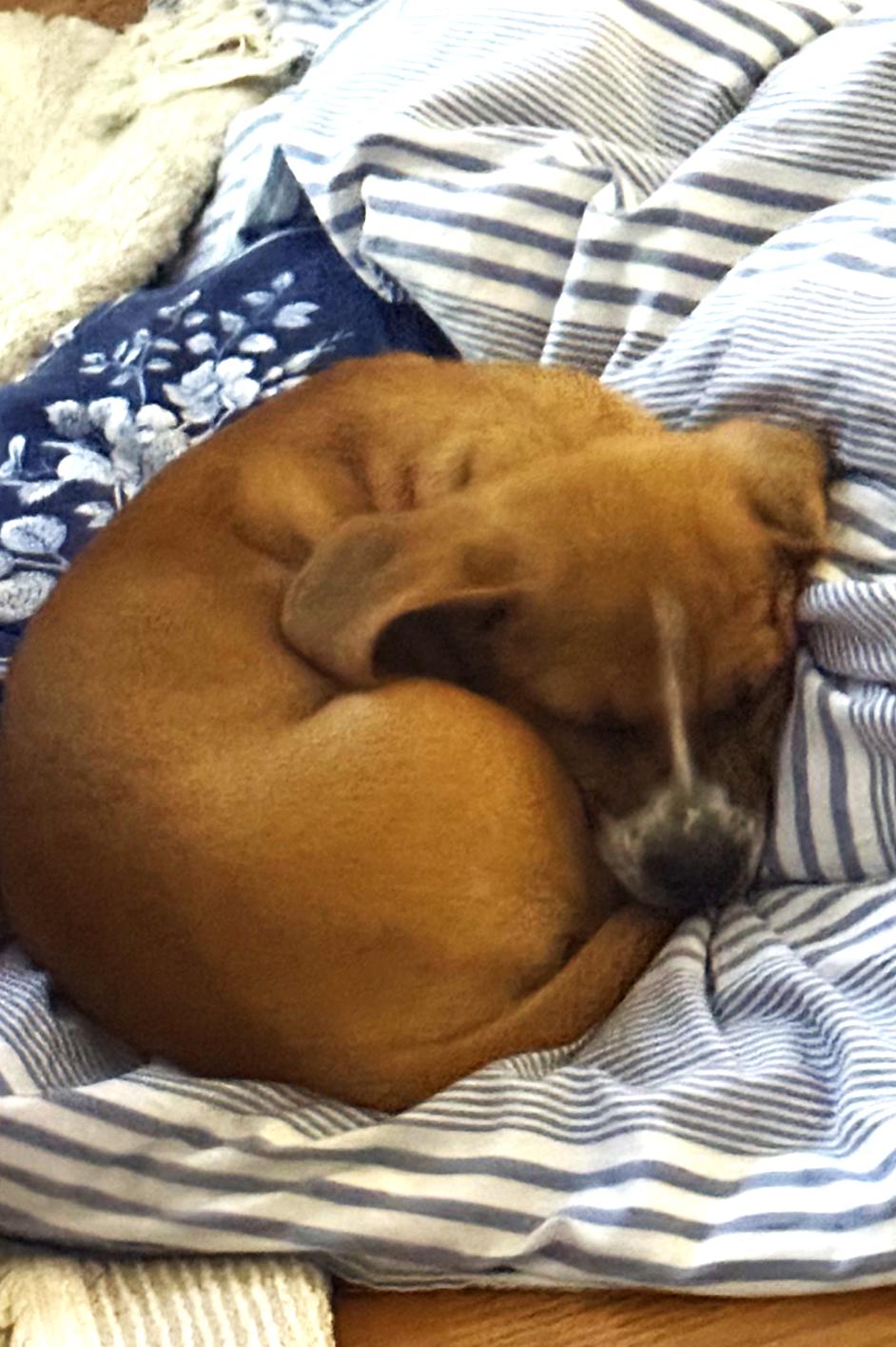 Enlarge Nilla, a Adoptable mixed breed in Travelers Rest, SC image 3/3