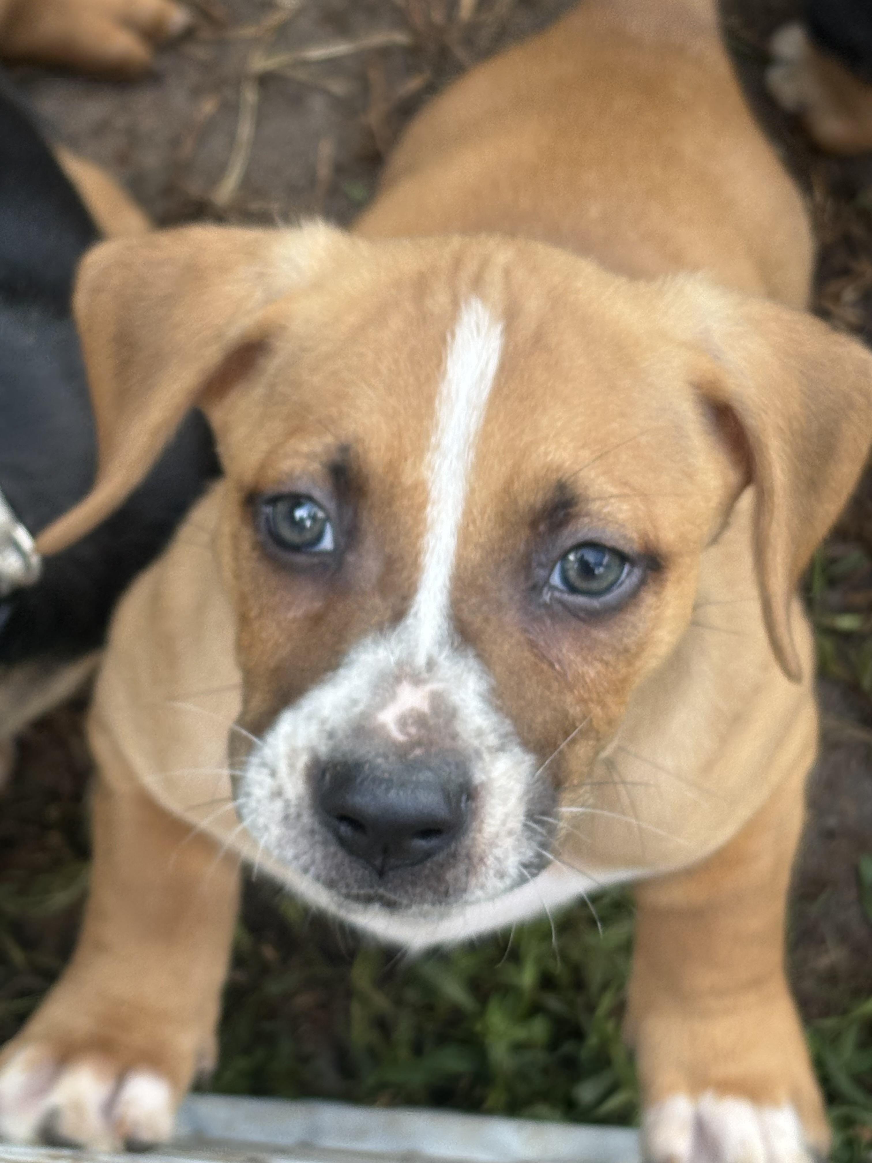 Enlarge Nilla, a Adoptable mixed breed in Travelers Rest, SC image 2/3