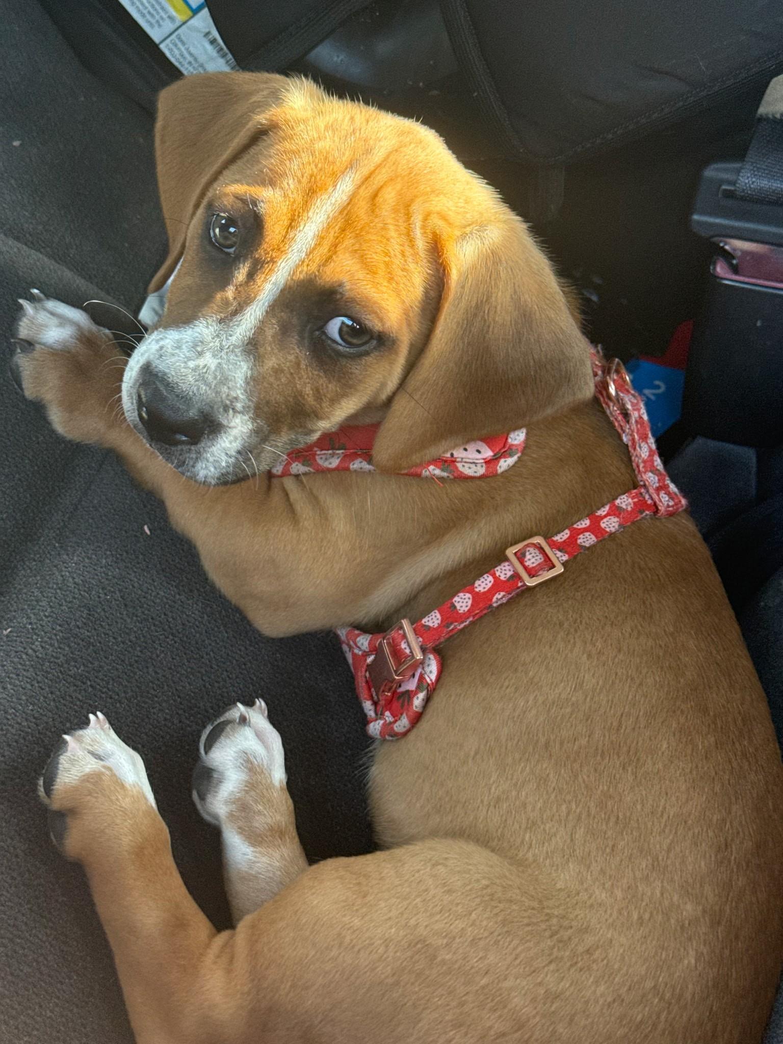 Nilla, Adoptable, Puppy Female Basset Hound.