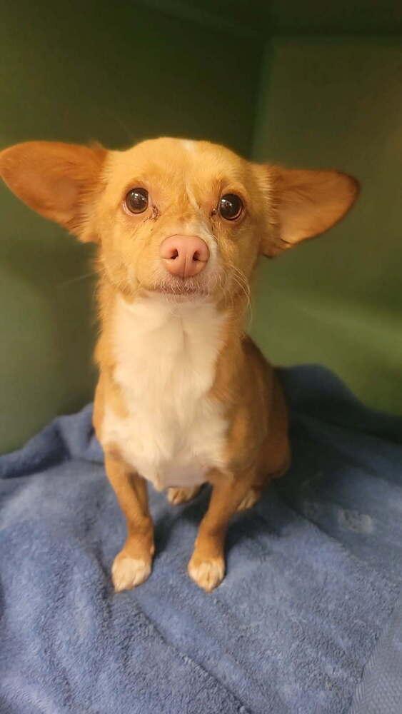 Guapo, Adopted, Adult Male Chihuahua.
