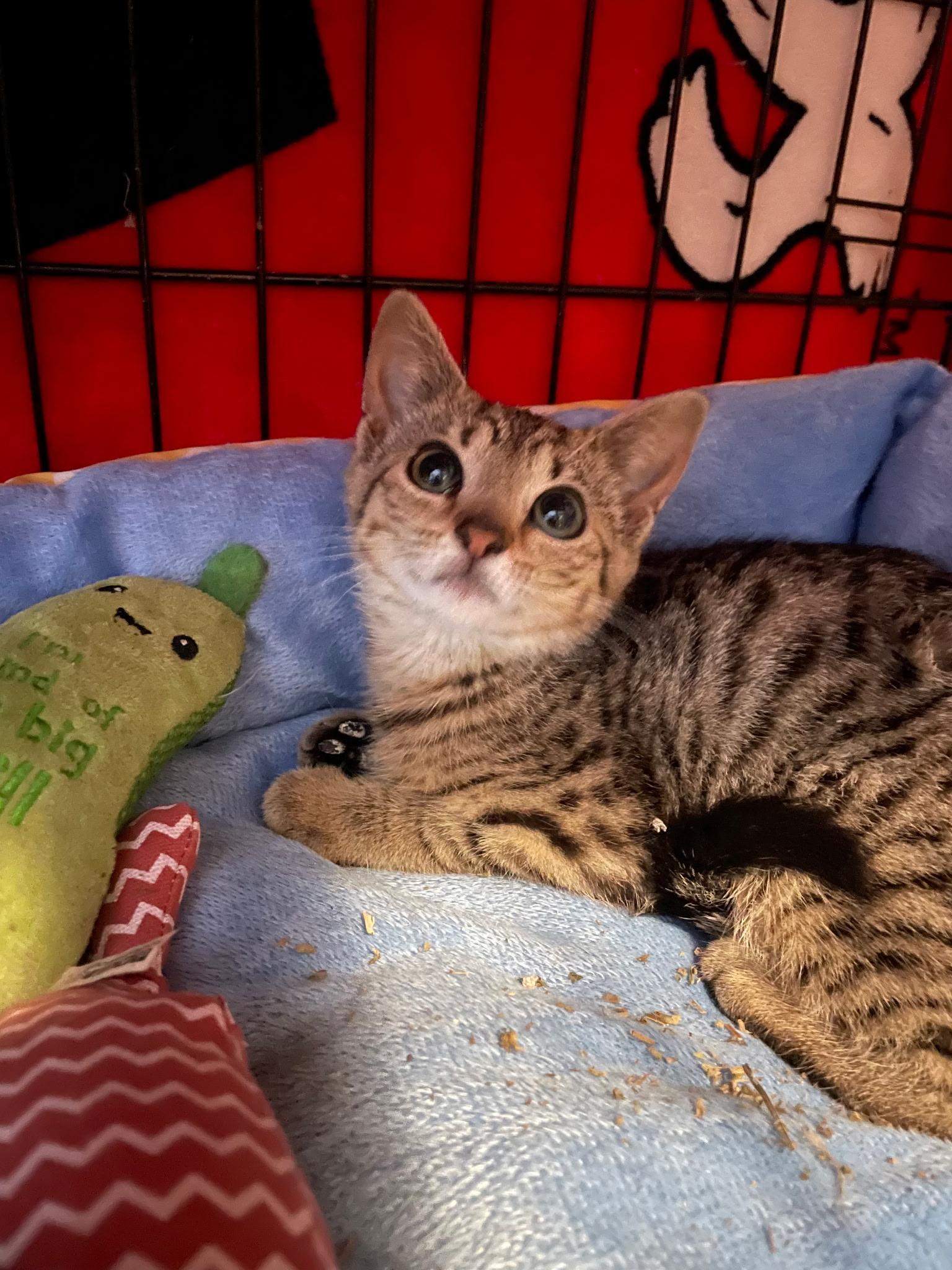 Kiki, Adopted, Kitten Female Domestic Short Hair.