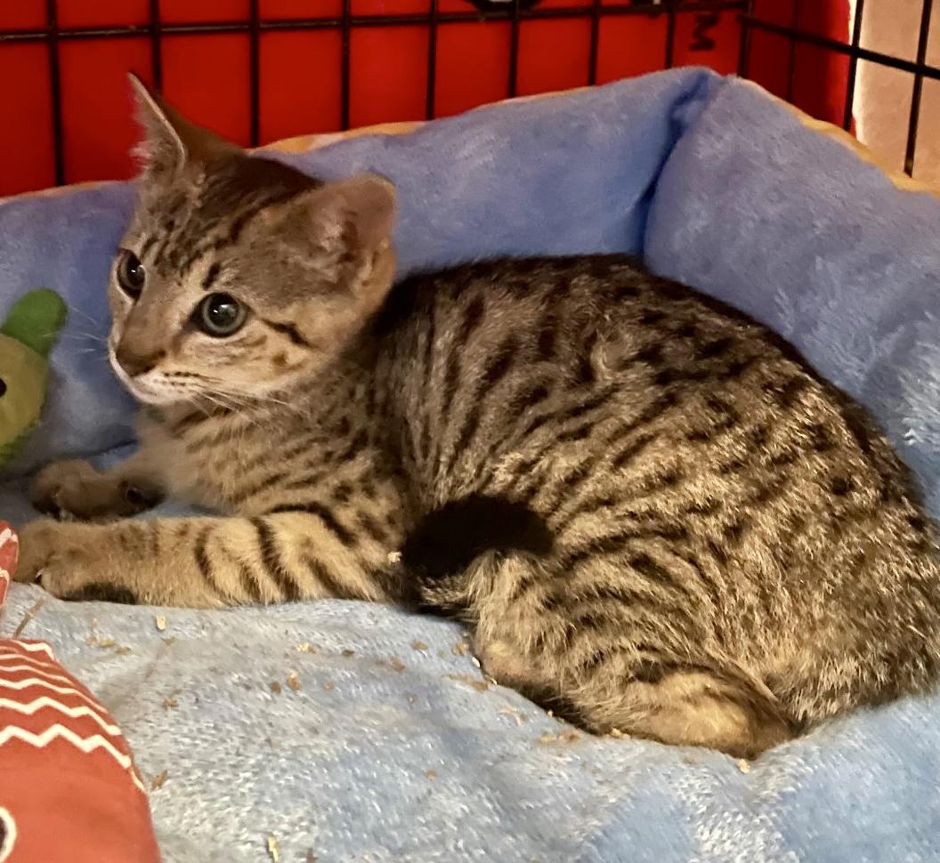 Enlarge Kiki, a Adopted Domestic Short Hair in Brooklyn, NY image 3/4