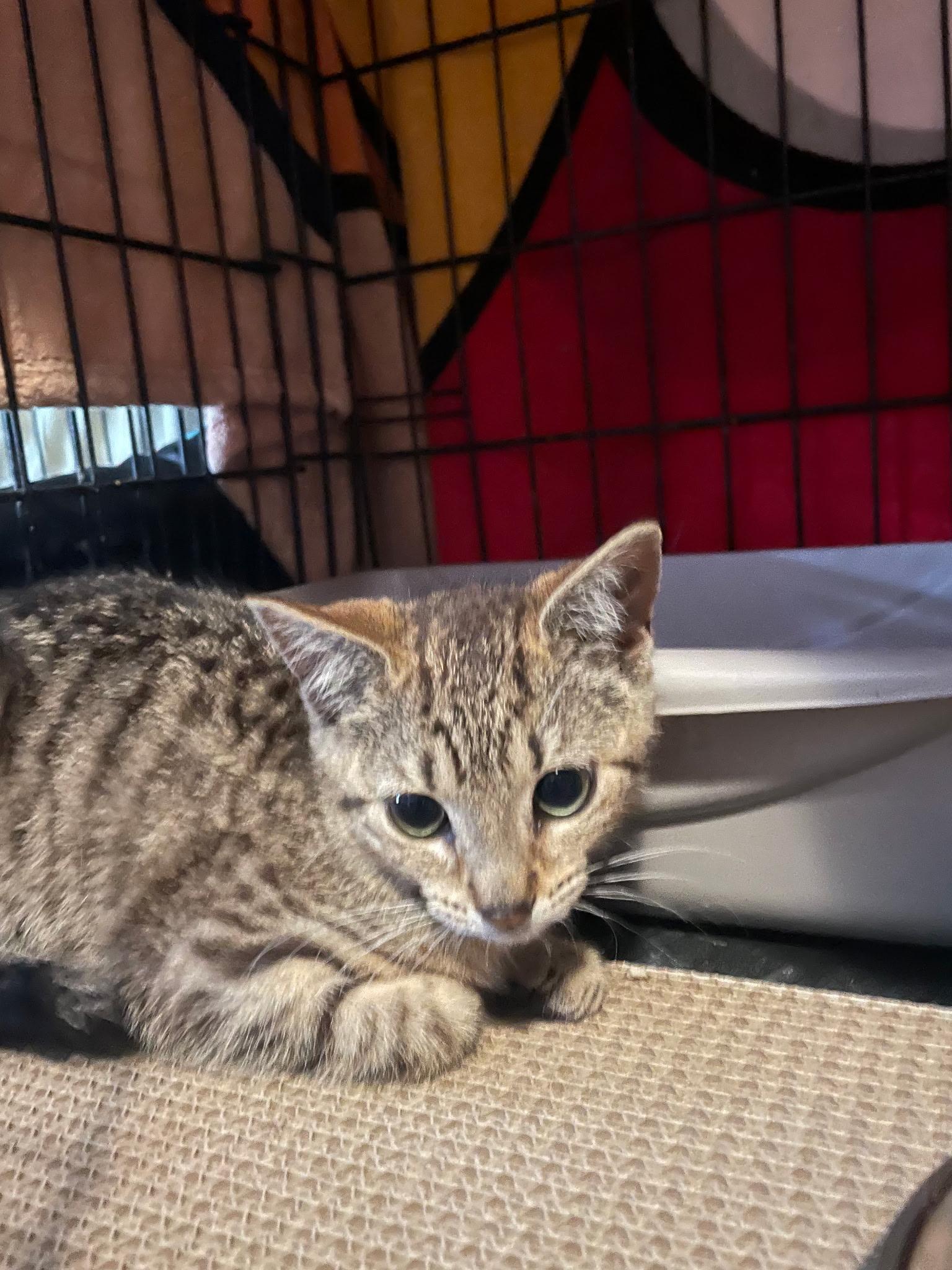 Enlarge Kiki, a Adopted Domestic Short Hair in Brooklyn, NY image 4/4