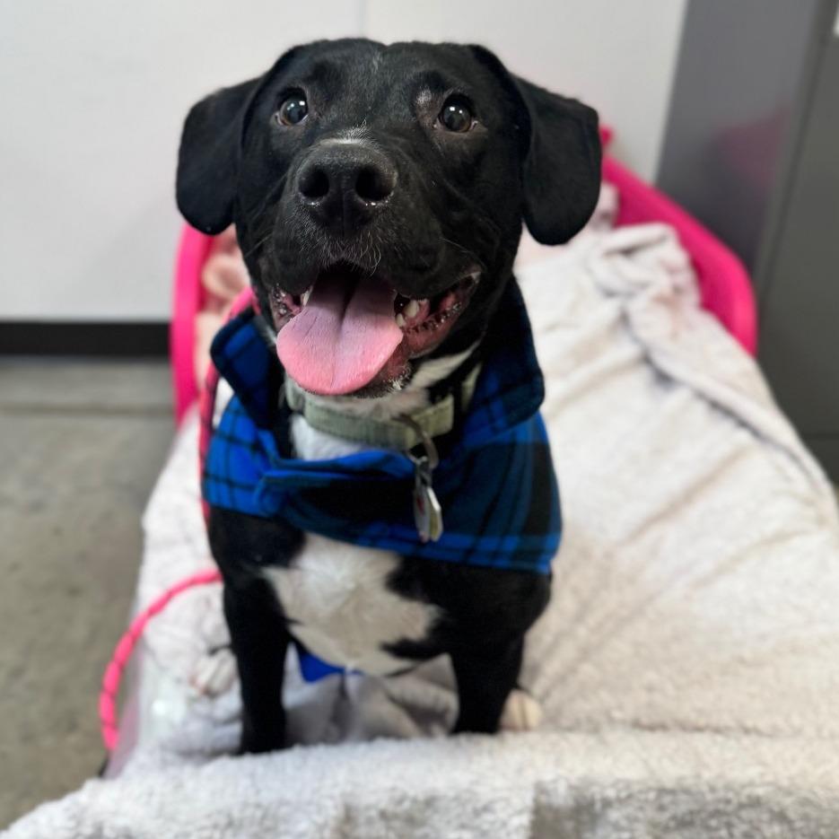 Gru, Adoptable, Young Male Mixed Breed.