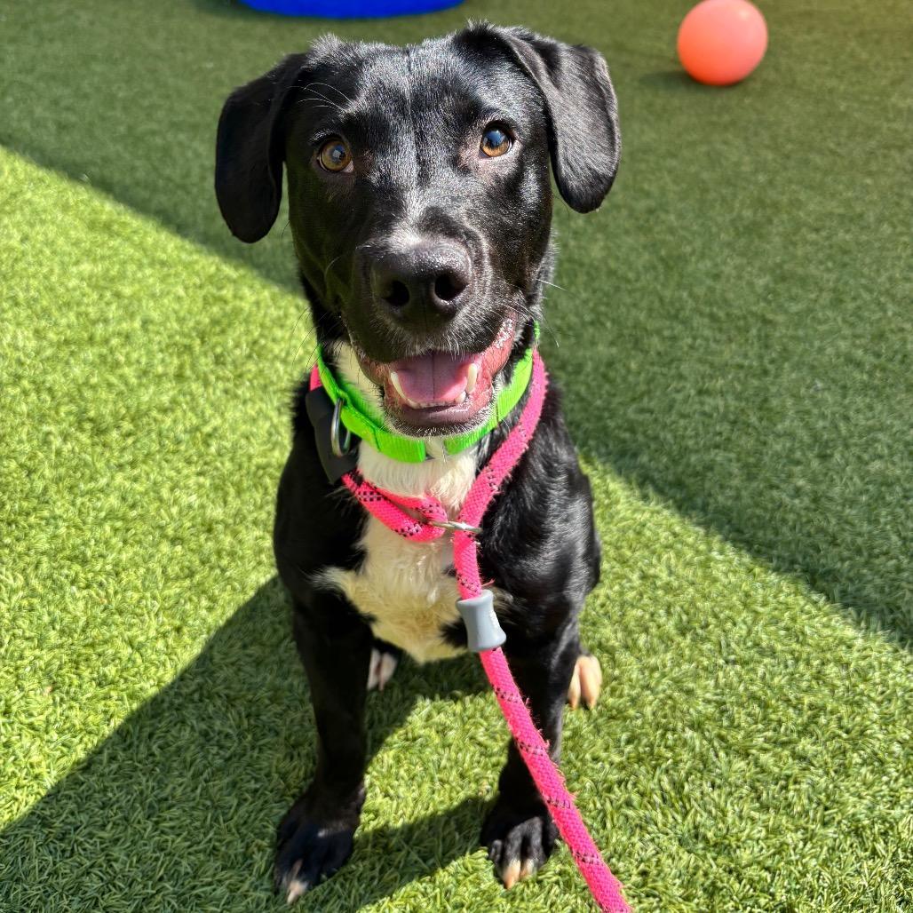 Gru, a Adoptable Mixed Breed in Washington Township, OH image 2/6