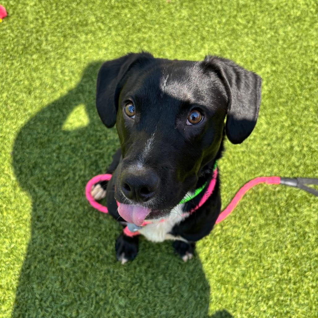 Gru, a Adoptable Mixed Breed in Washington Township, OH image 4/6