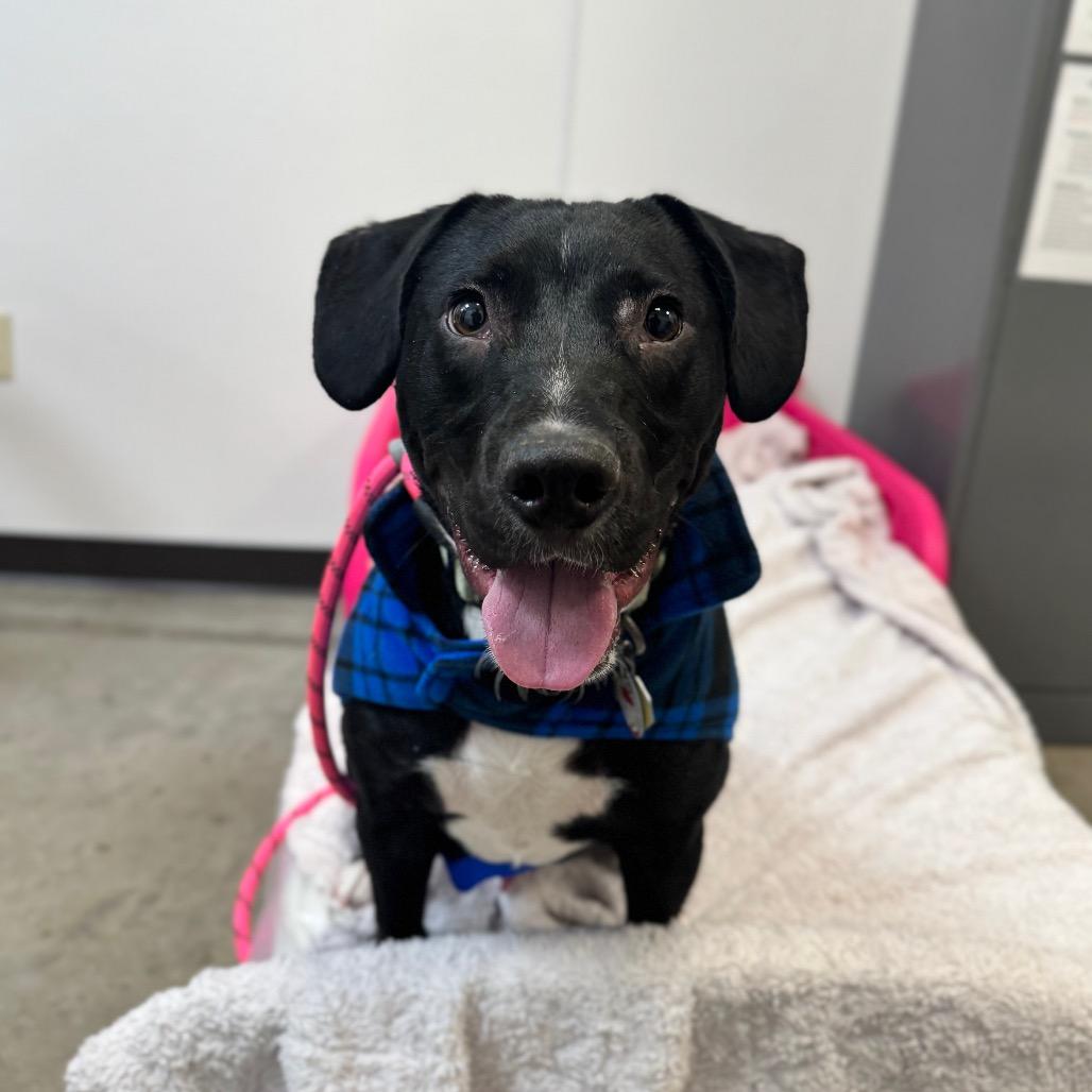 Gru, a Adoptable Mixed Breed in Washington Township, OH image 5/6