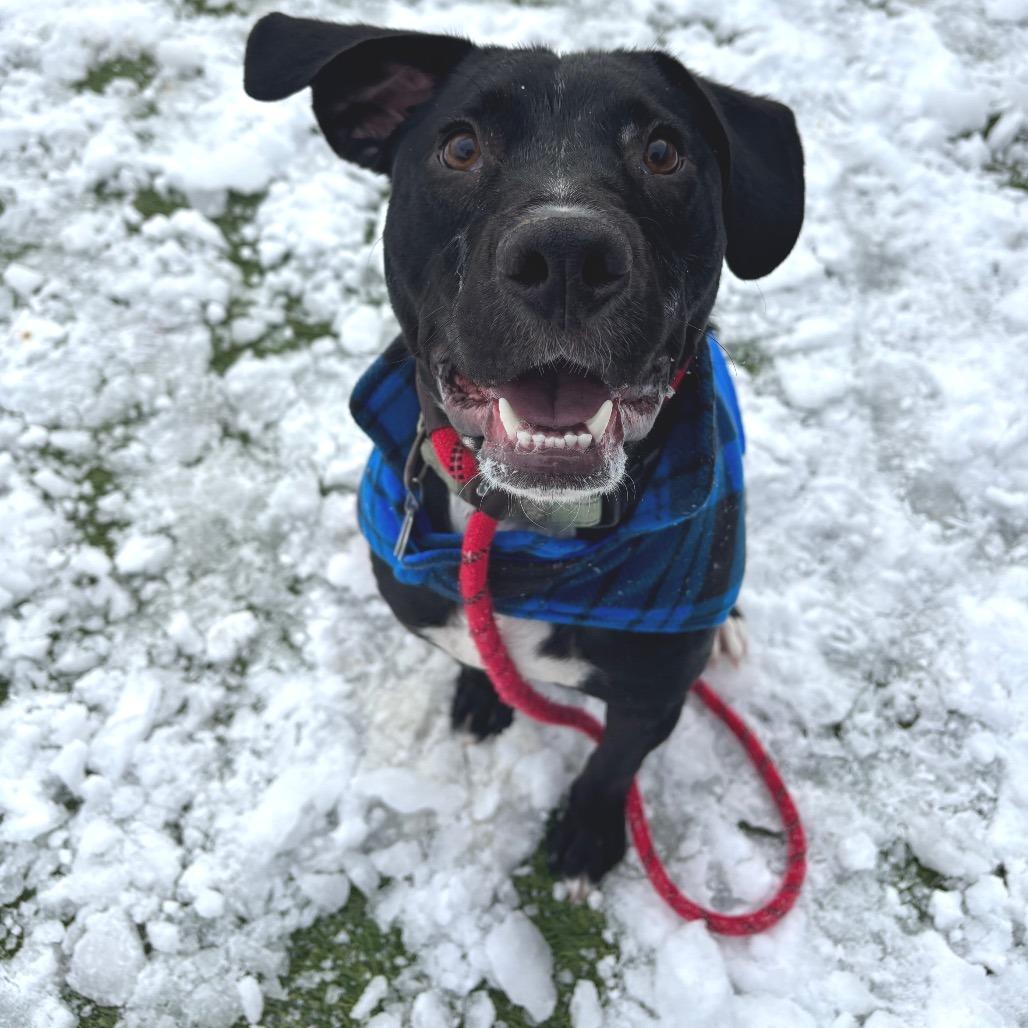 Gru, a Adoptable Mixed Breed in Washington Township, OH image 6/6
