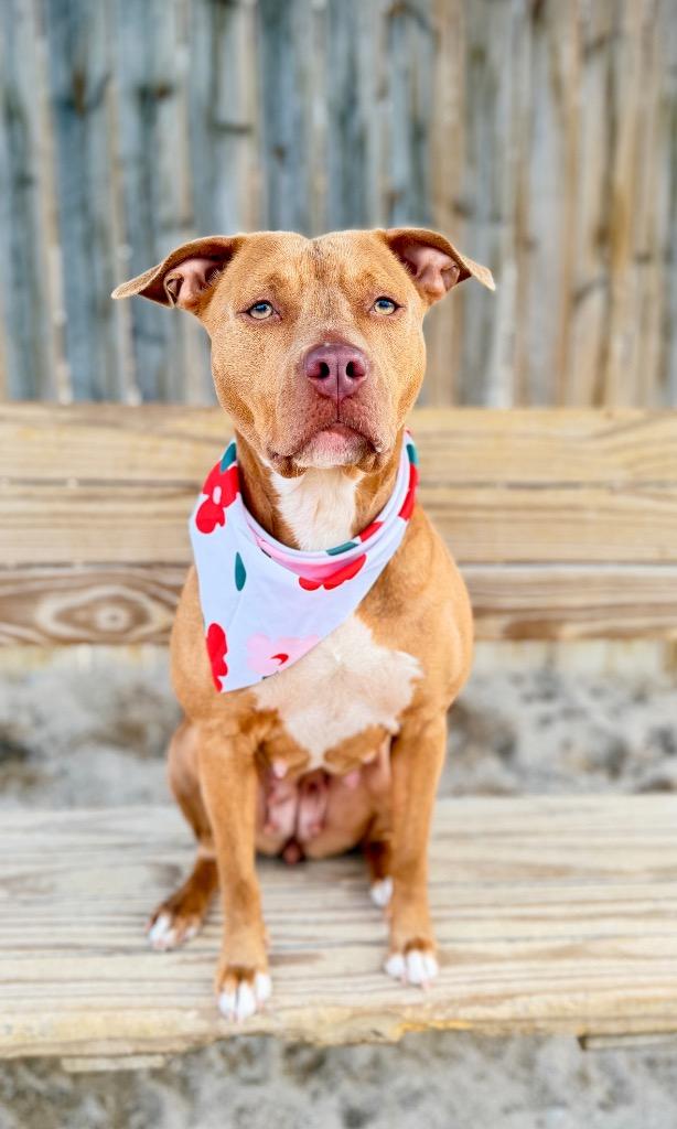 Isis-S, a Adoptable Mixed Breed in Muskegon, MI image 4/4