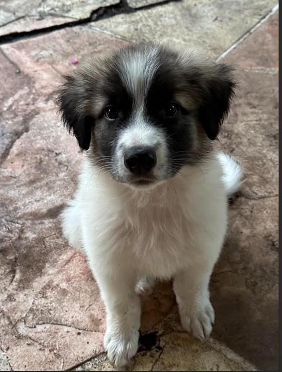 Pumba HTX, Adopted, Young Male Great Pyrenees.