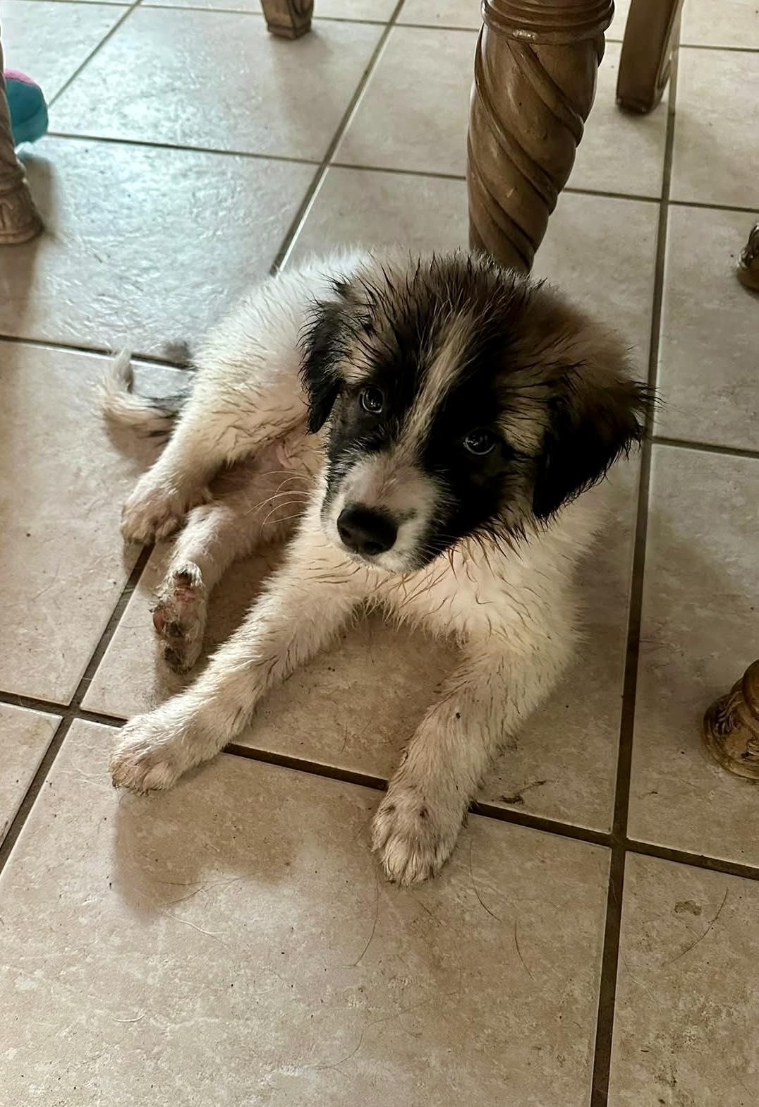 Enlarge Pumba HTX, a Adopted Great Pyrenees in Saint Jo, TX image 5/6
