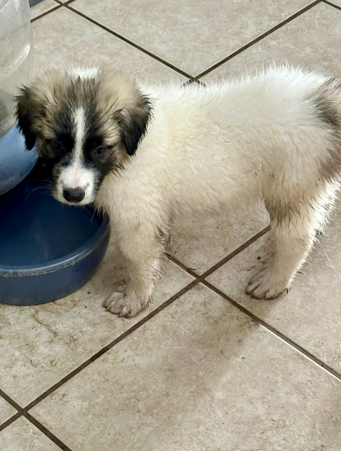 Enlarge Pumba HTX, a Adopted Great Pyrenees in Saint Jo, TX image 6/6
