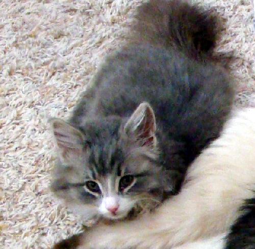 Aiden, Adopted, Kitten Male Domestic Long Hair.