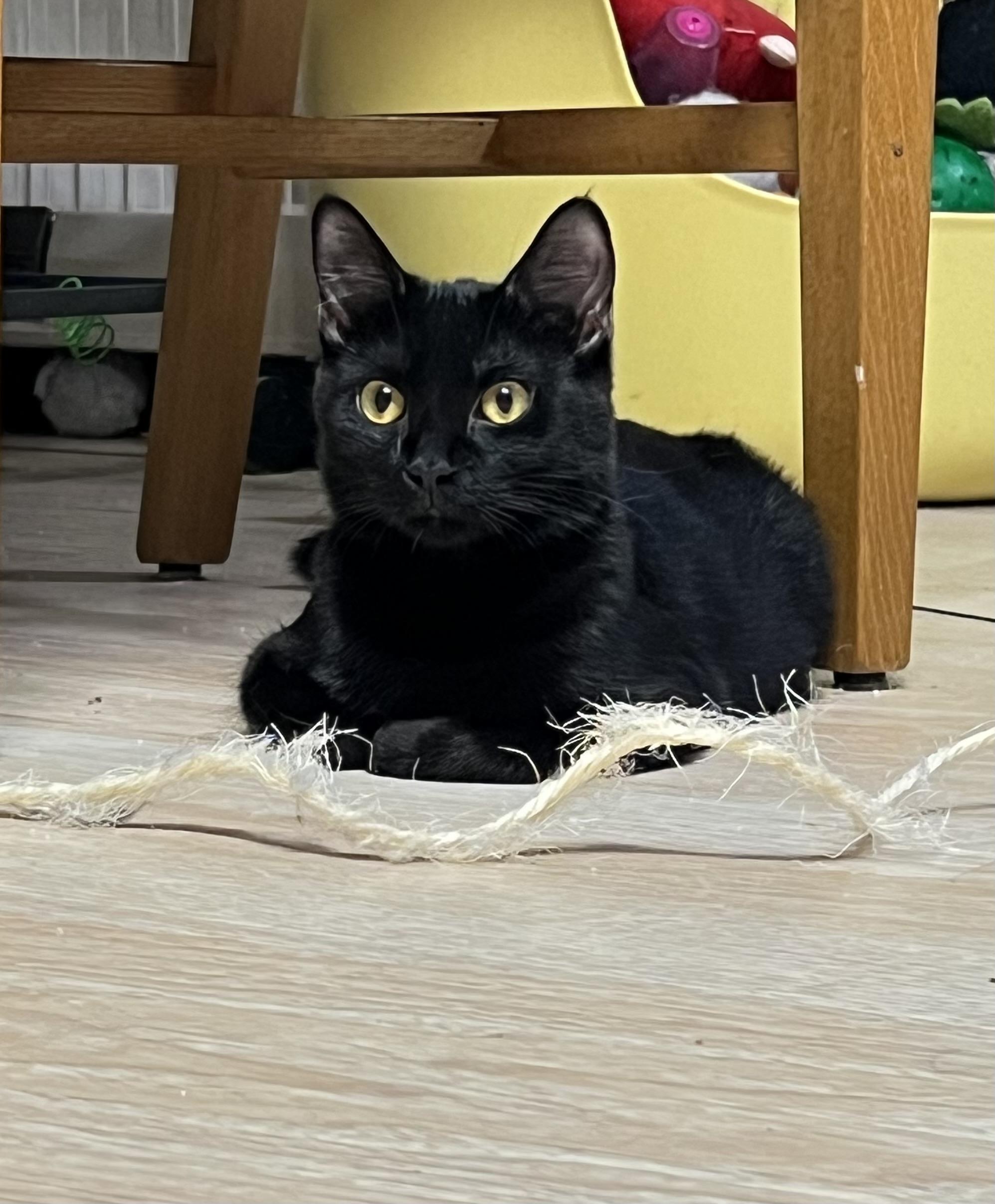 Enlarge Molly, a Adoptable mixed breed in Mesa, AZ image 3/3