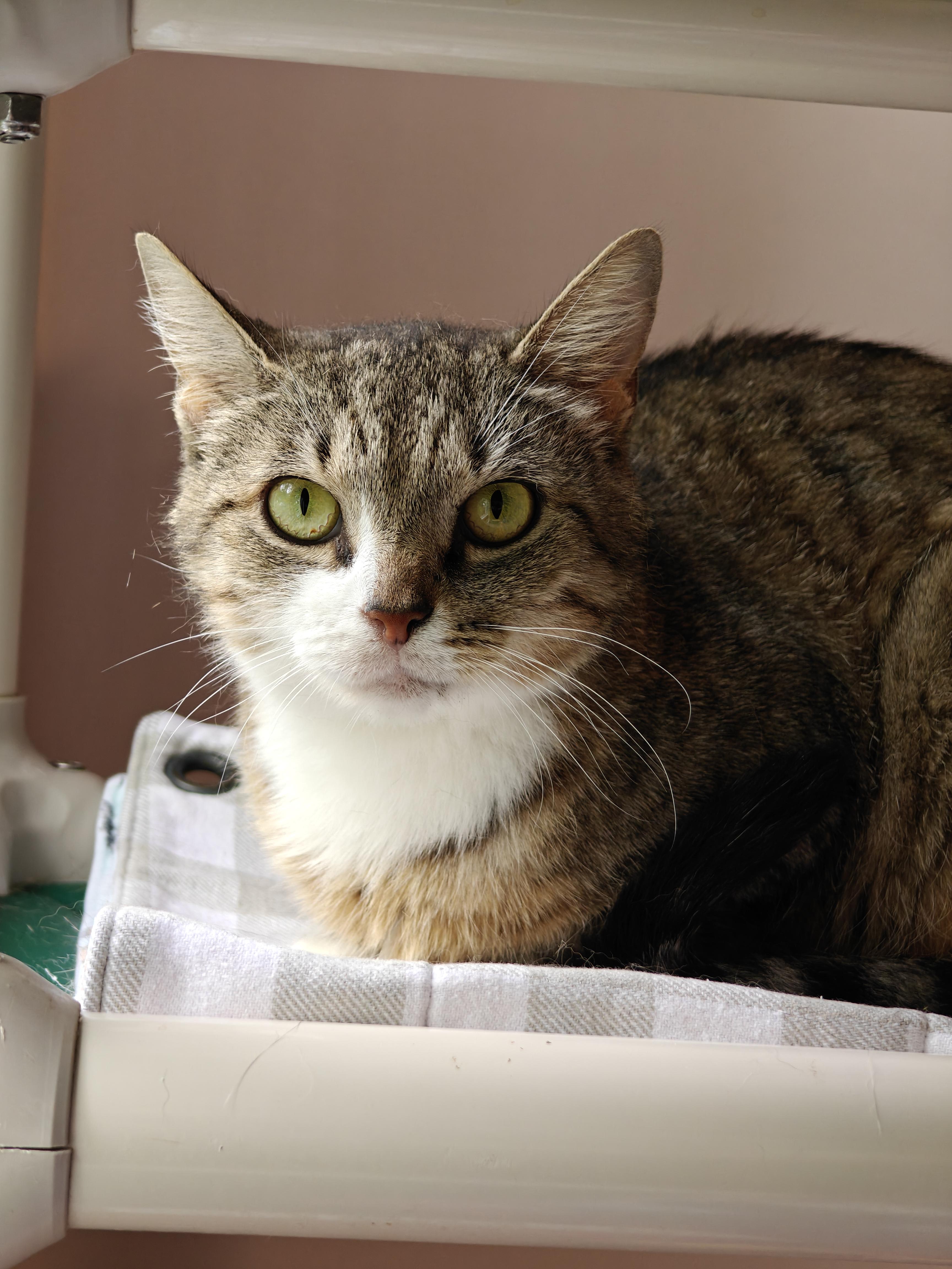 Squirtle, Adoptable, Young Female Domestic Short Hair.