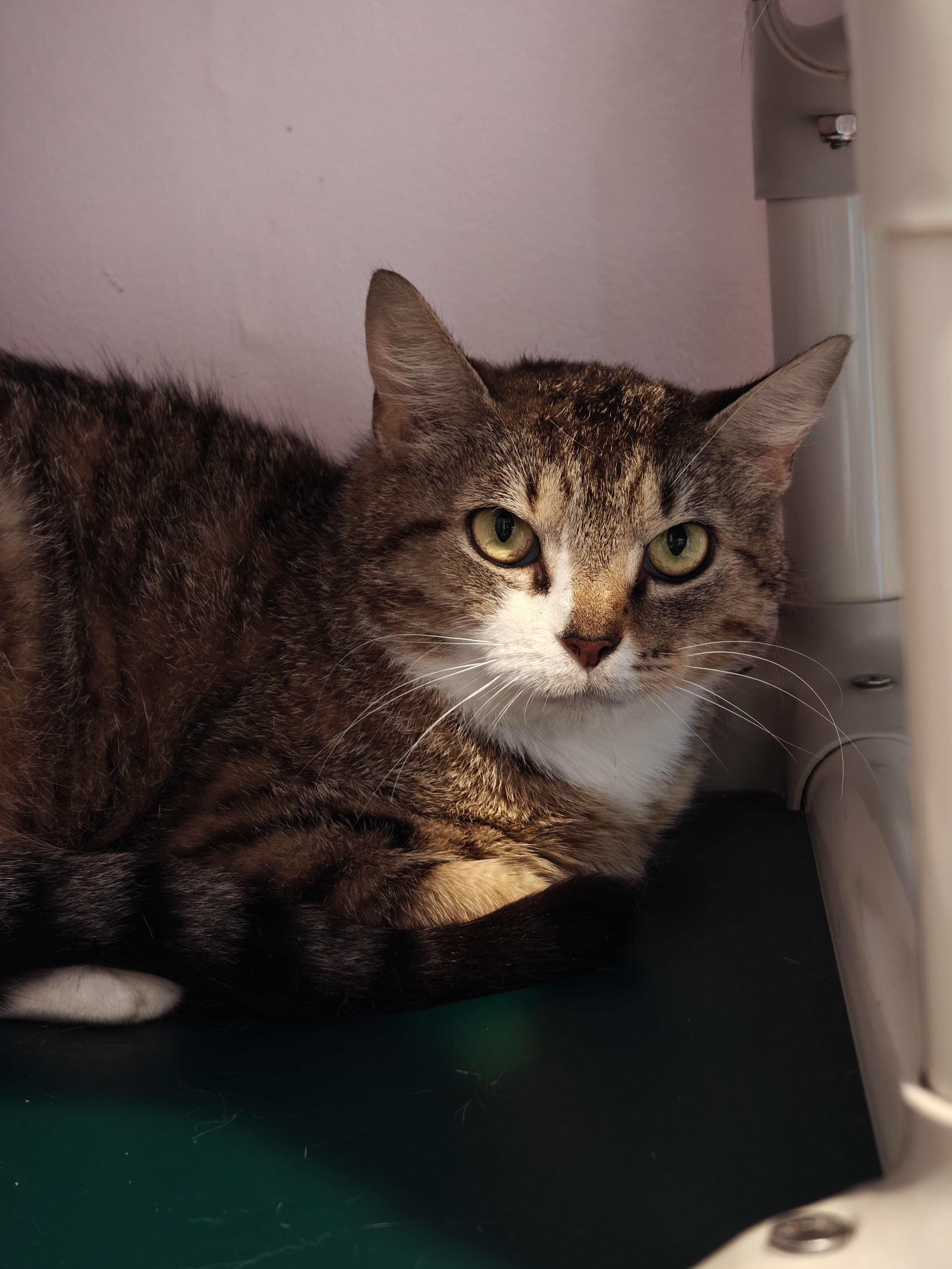 Squirtle, Adoptable, Young Female Domestic Short Hair.