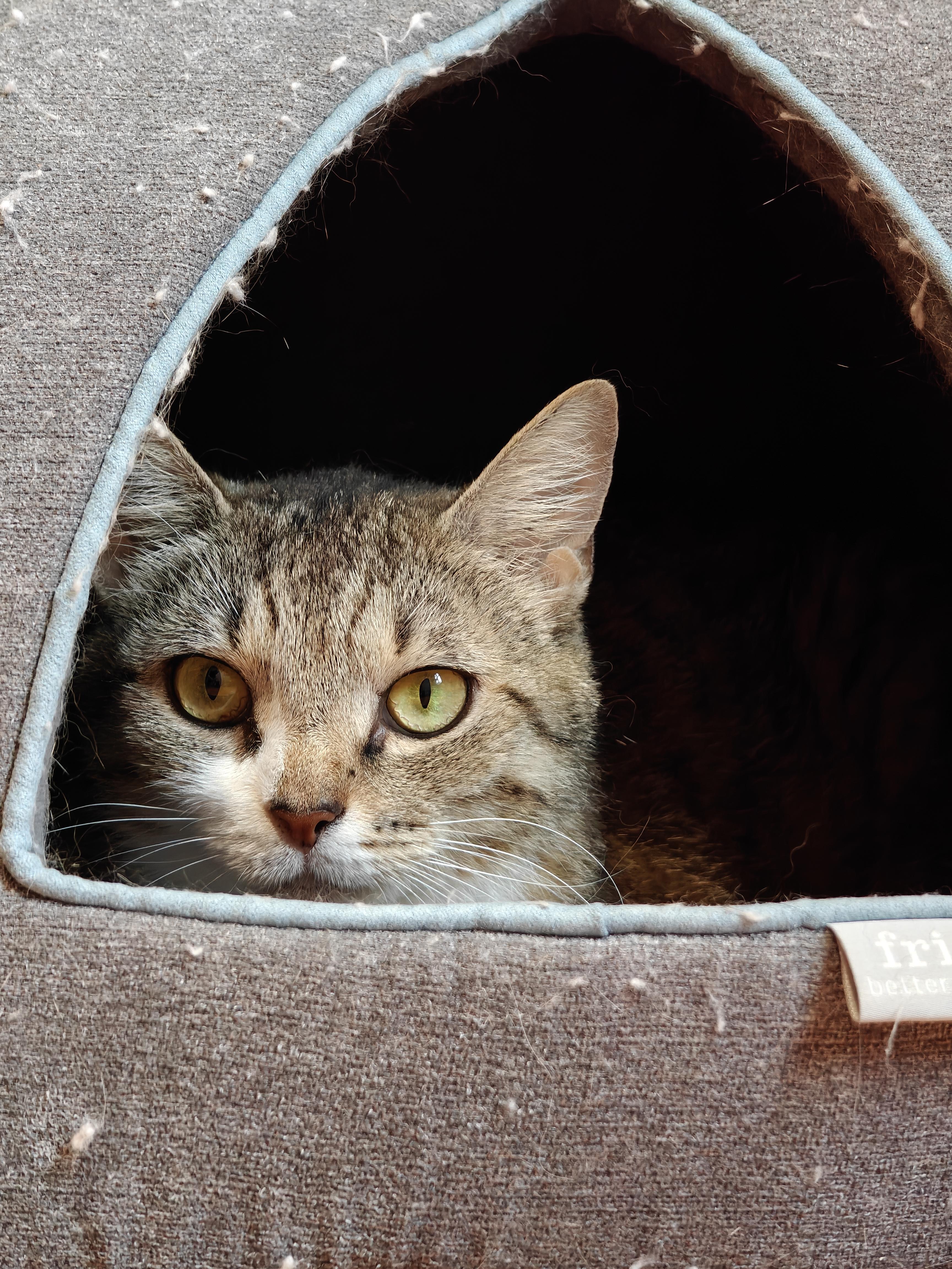 Squirtle, a Adoptable Domestic Short Hair in New Britain, CT image 2/4