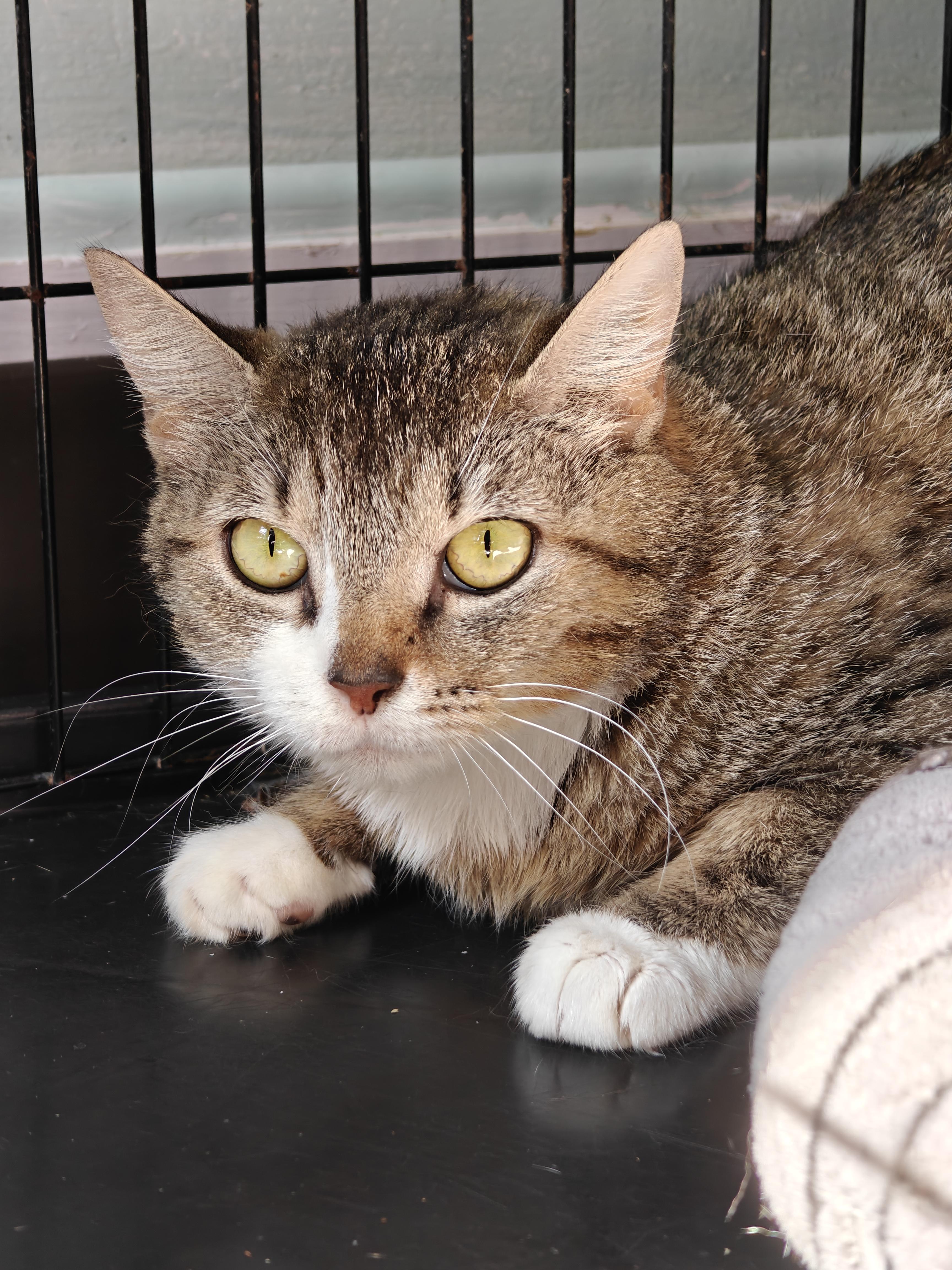 Squirtle, a Adoptable Domestic Short Hair in New Britain, CT image 4/4