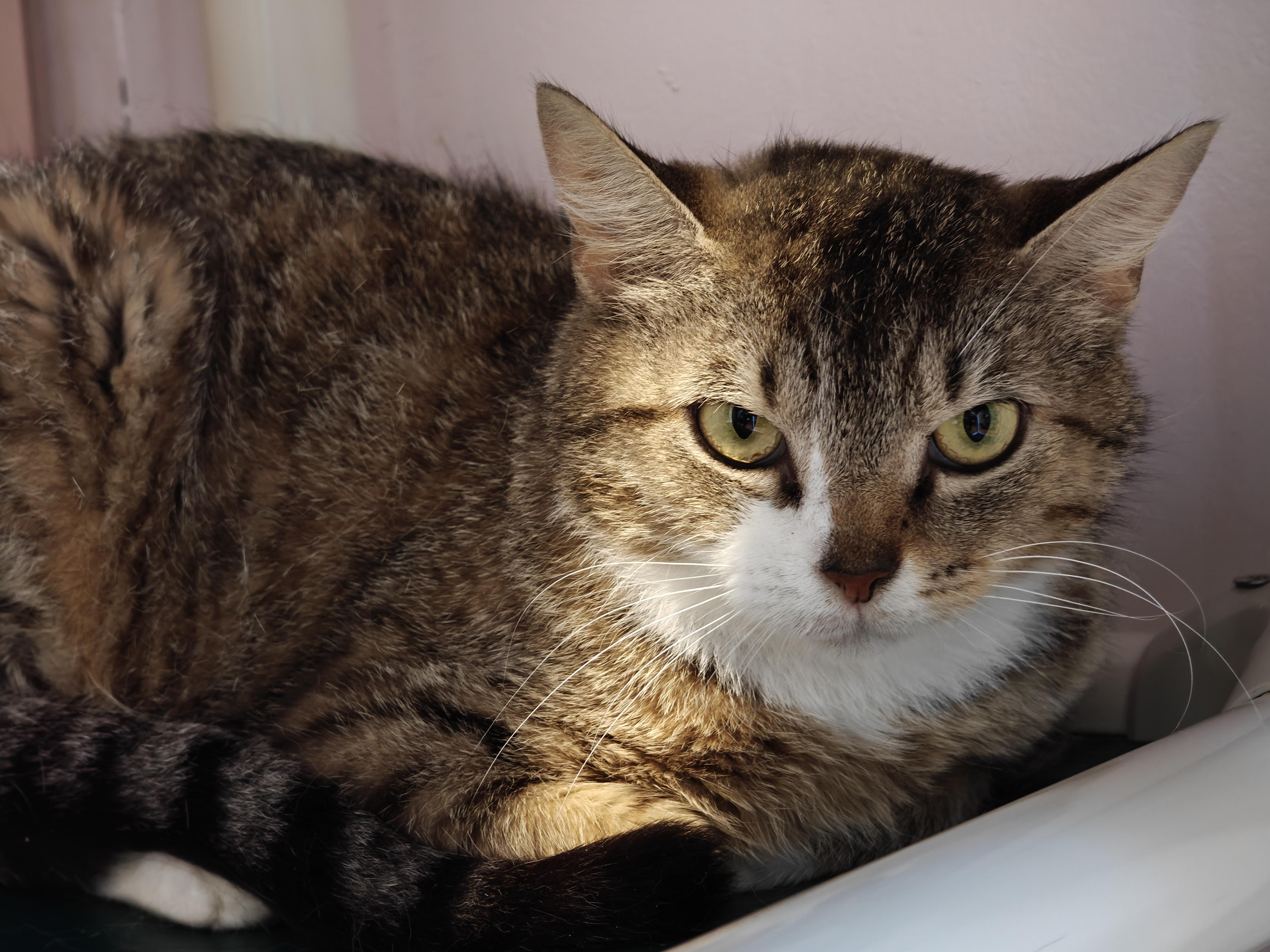 Squirtle, a Adoptable Domestic Short Hair in New Britain, CT image 3/4