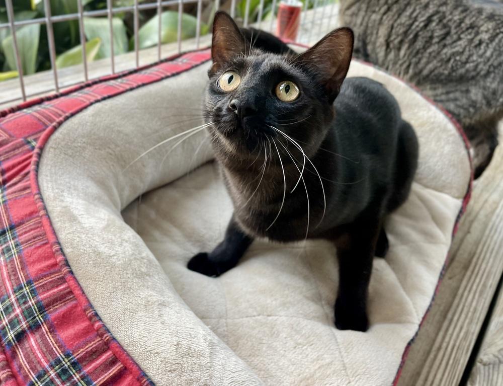 Minnow, Adoptable, Young Male Domestic Short Hair.