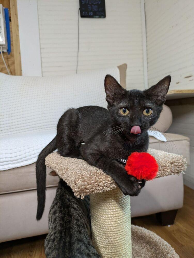 Enlarge Minnow, a Adoptable Domestic Short Hair in Saint Augustine, FL image 3/6